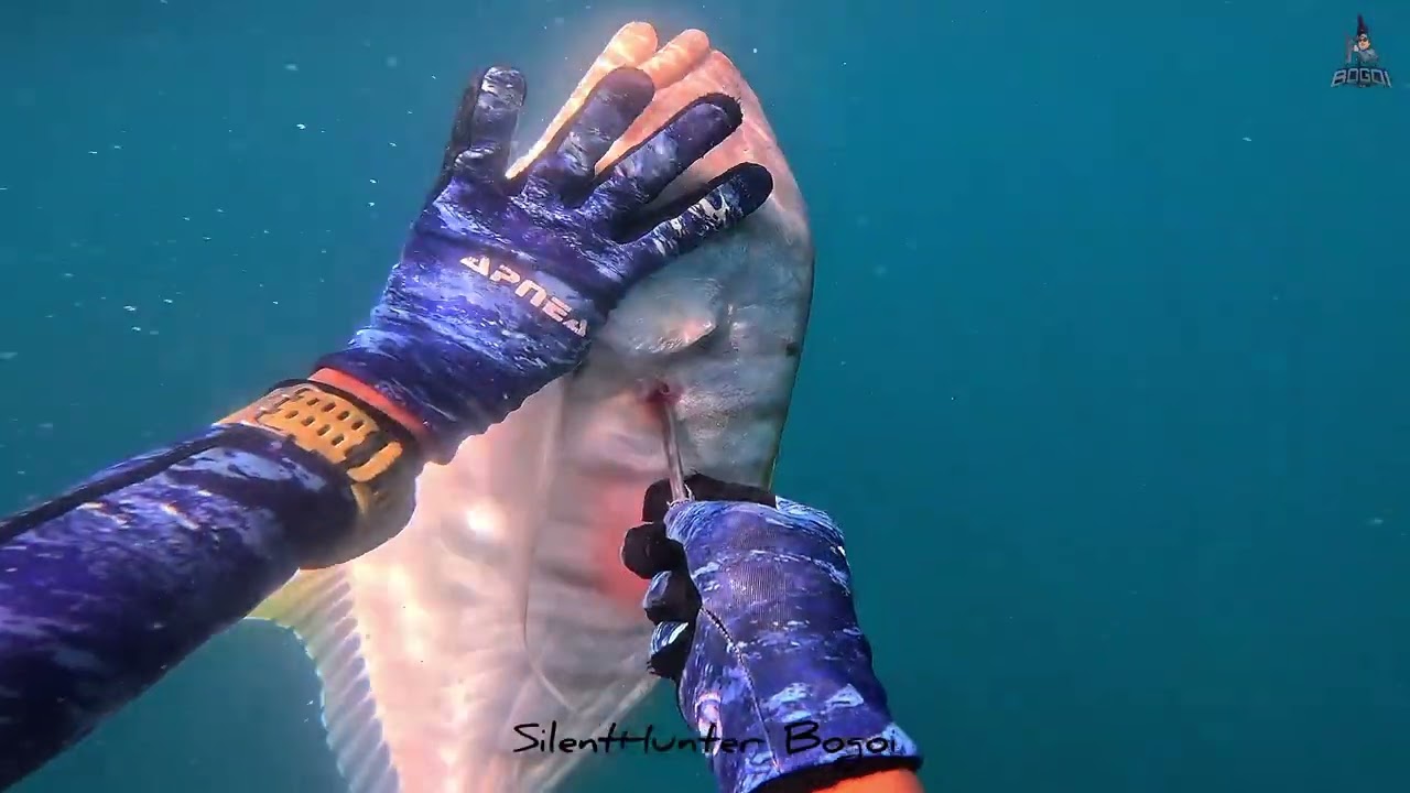 SPEARFISHING DUMARAN: HARVEST ANG GOLDEN TREVALLIES AT MARAMI PANG IBA..