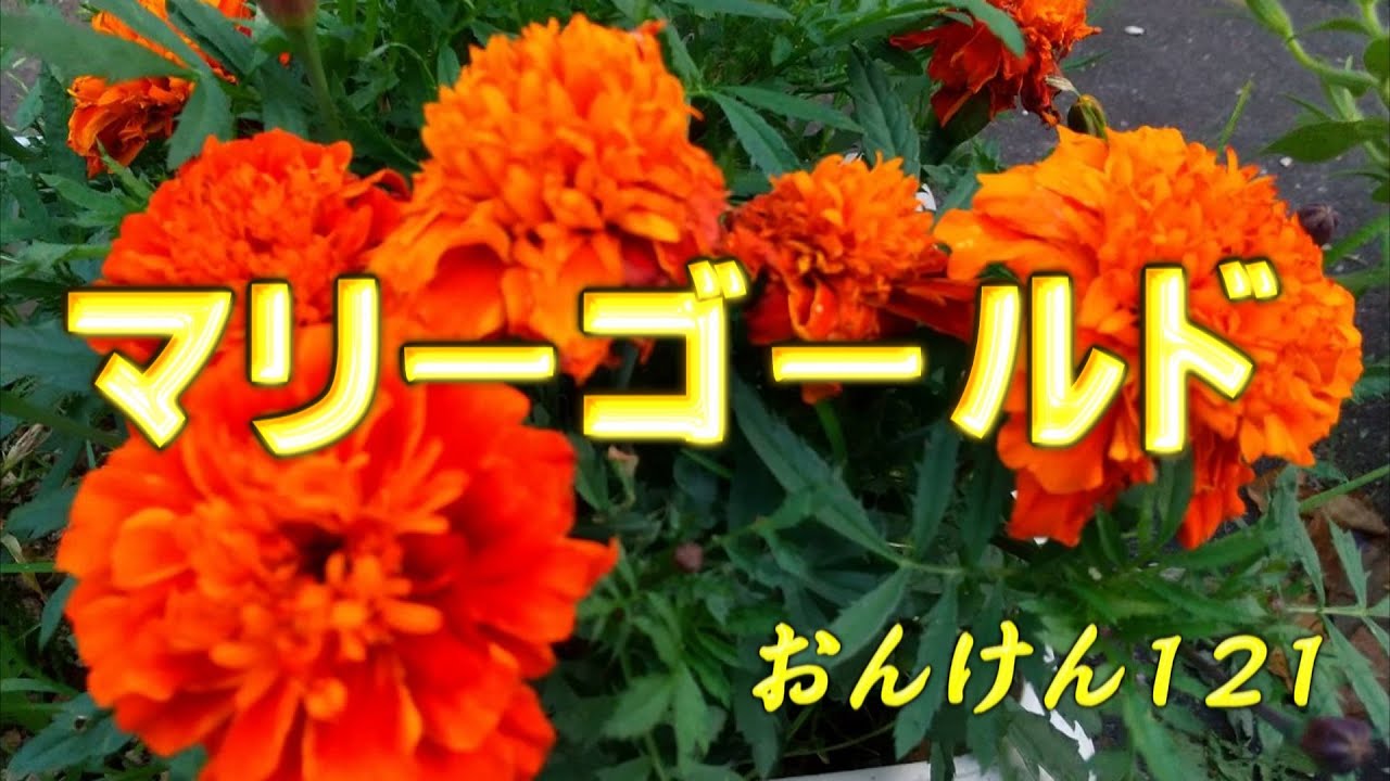 【合唱】マリーゴールド／あいみょん（女声３部アンサンブル）