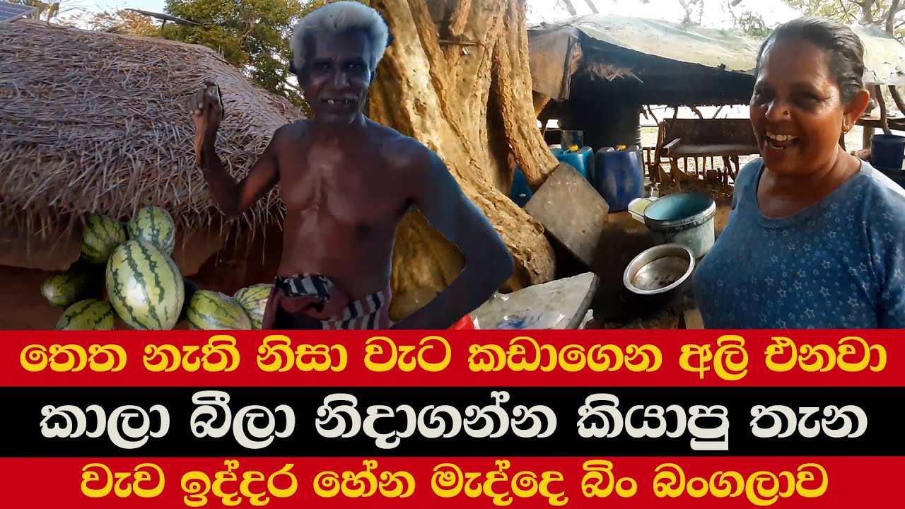 තෙත නැති නිසා වැට කඩාගෙන අලි එනවා | කාලා බීලා නිදාගන්න කියාපු තැන | වැව ඉද්දර හේන මැද්දෙ බිං බංගලාව
