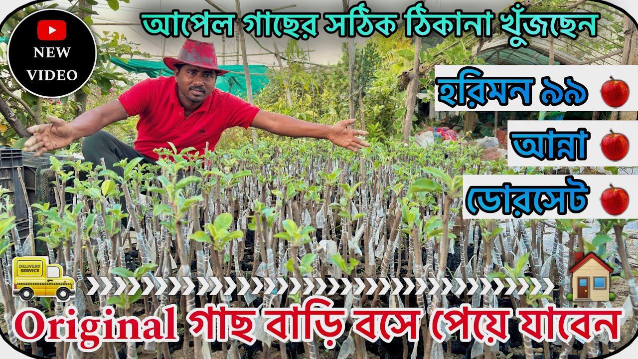 আপেল গাছের পরিচর্যা ও ছাদ বাগানের ফল গাছ | টবে ফল ধরানোর সহজ উপায় | Susmita Nursery
