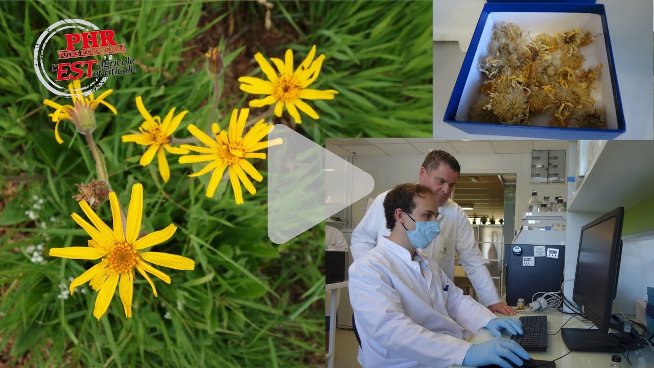De l’arnica de culture aux qualités sauvages ?