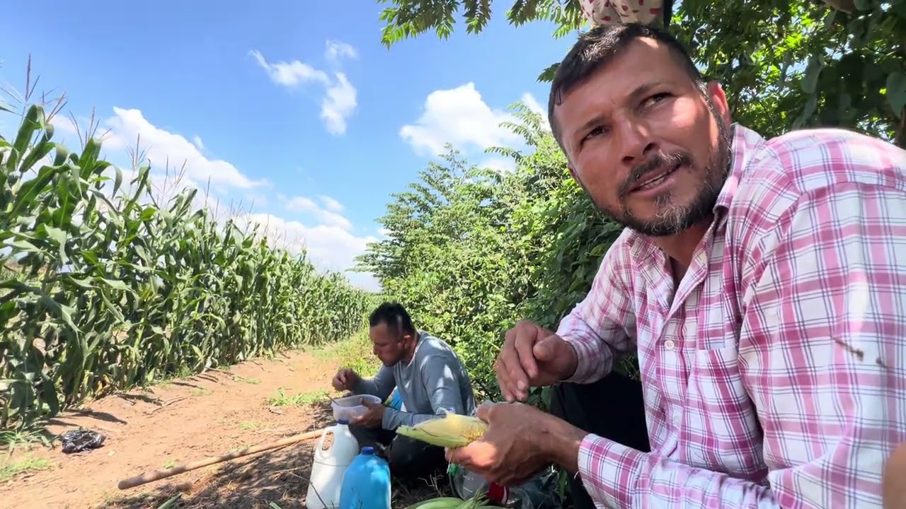 Almorzando en el trabajo y mira cuánto elote ay 