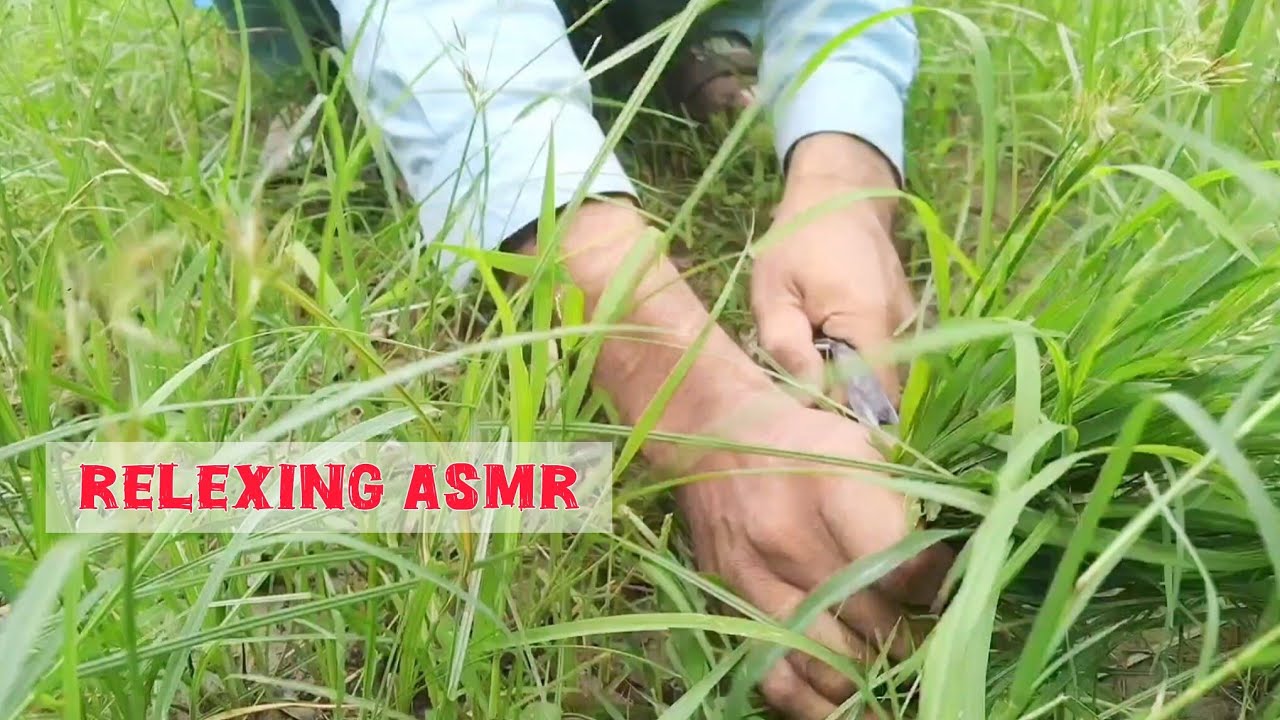 Relaxing Grass Cutting 🌱 Satisfying Village ASMR Ambience