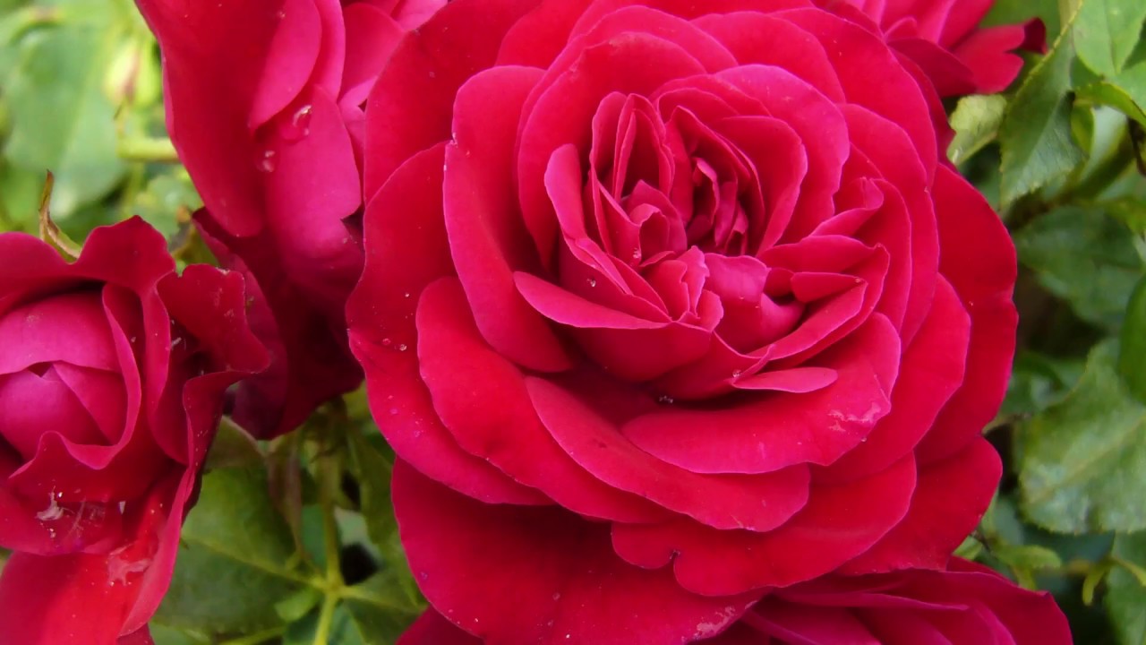 Rozen stekken / planten / kweken / snoeien