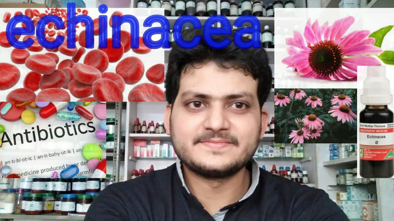 Echinacea ! Homeopathic medicine echinacea ?? antibiotic ??