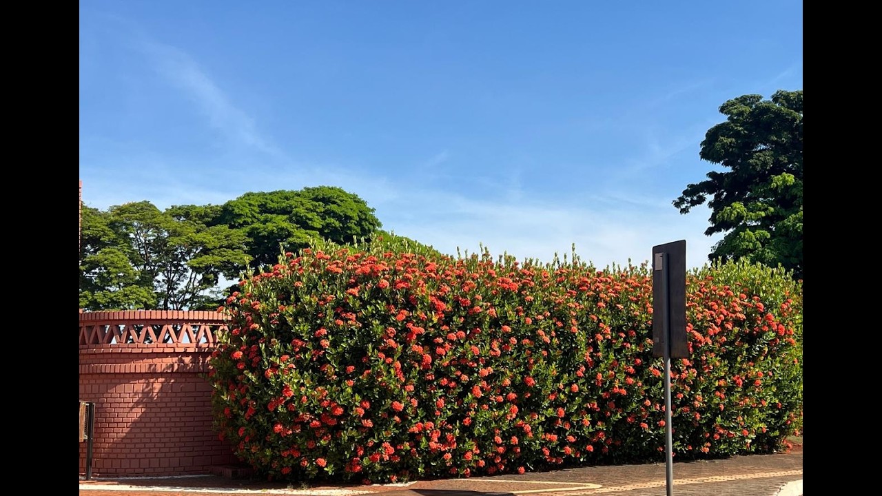 UM DIA DIFERENTE COMIGO. ENTREGA DE PLANTA, FAXINA NO QUINTAL E MUITAS FLORES.  Ateliê Florescer