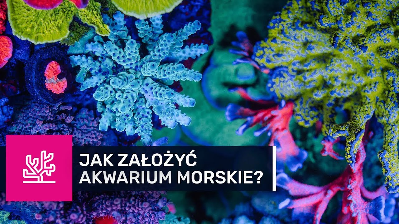 30. JAK ZAŁOŻYĆ AKWARIUM MORSKIE? porady, informacje, podpowiedzi