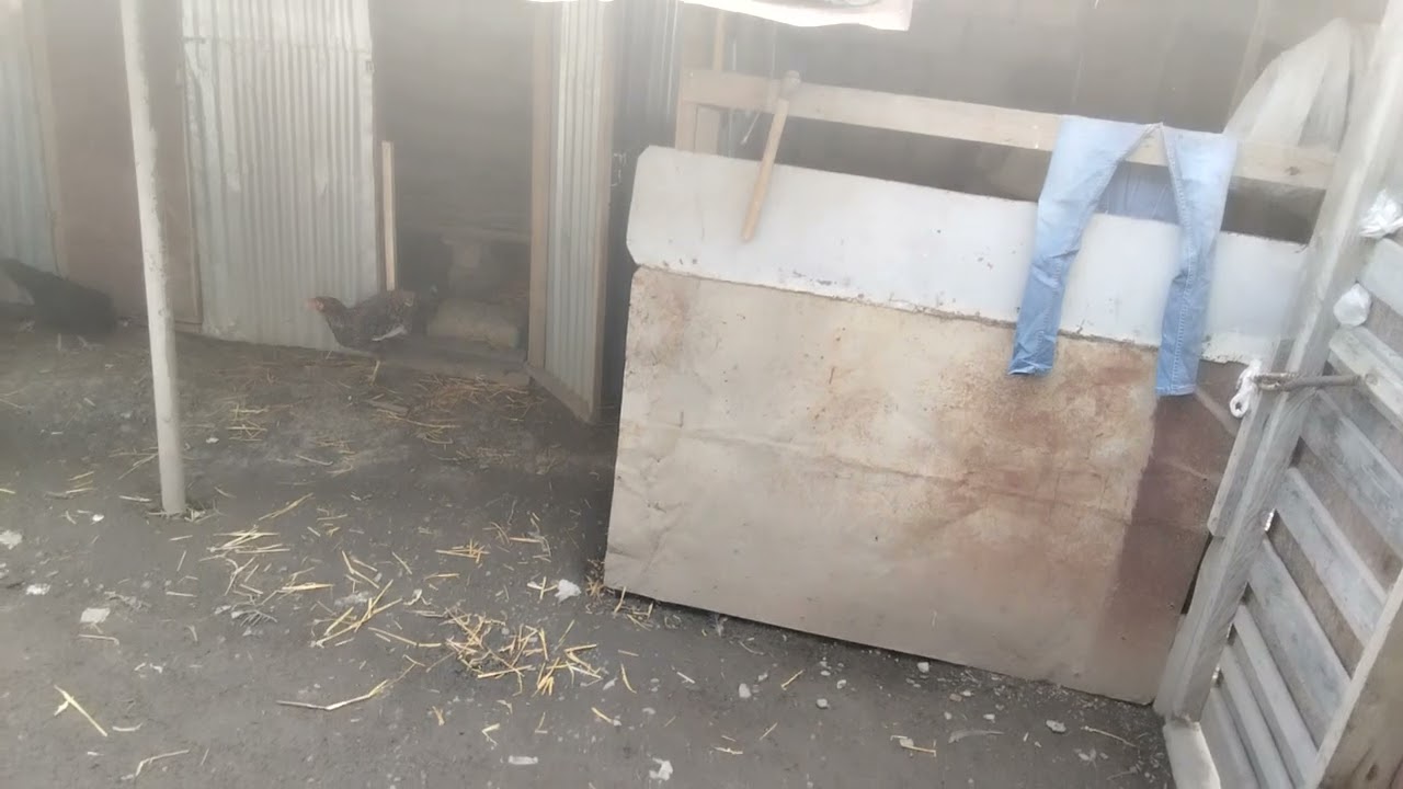 Garip chicken