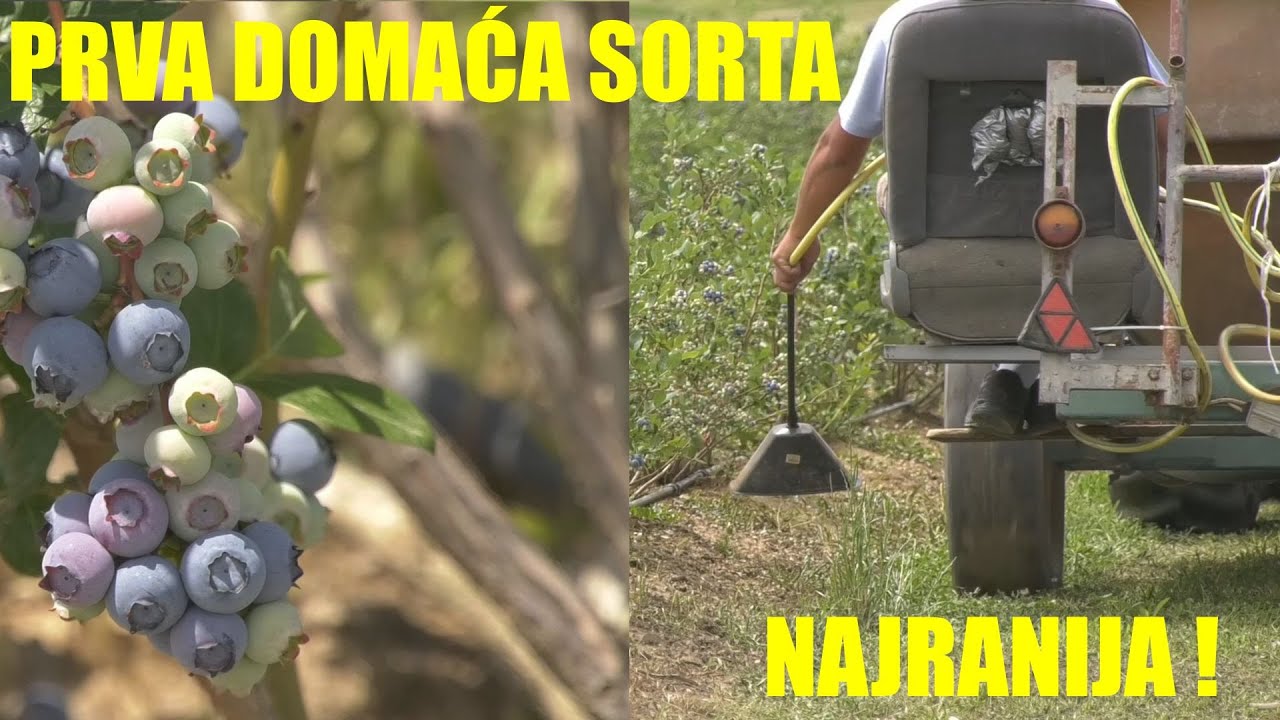 HIT - POTPUNO NOVA sorta BOROVNICA - najranija u Srbiji - HIBRID - I NOVI  sistem uzgoja - U KORITU!