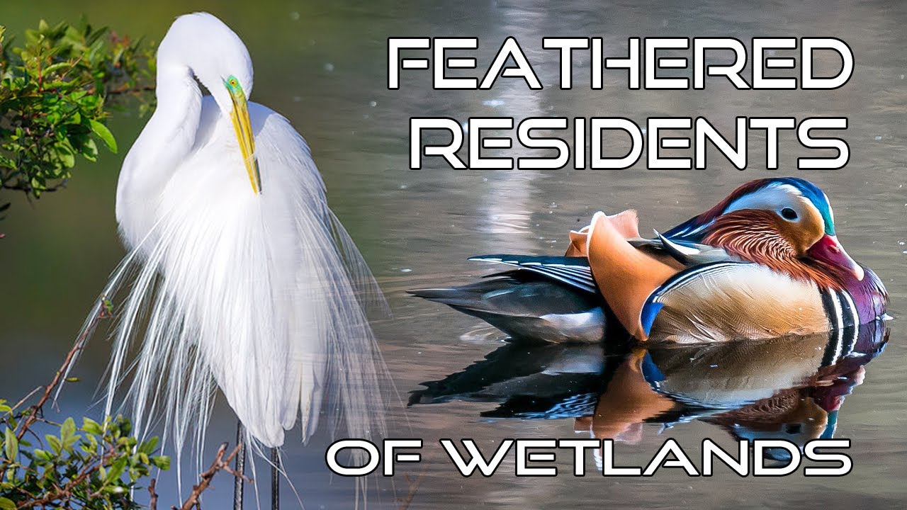 Water Birds of the Wetlands/Aquatic Birds