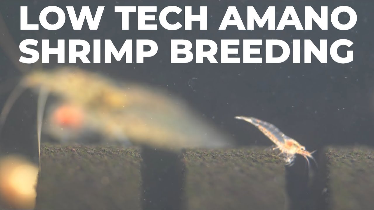 If I Can Breed Amano Shrimp, You Can Do It BETTER