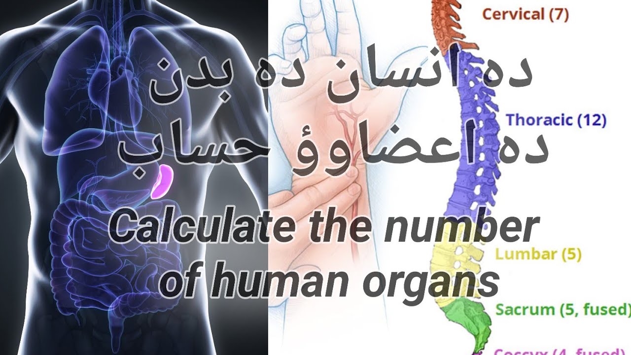 Calculate the number of human organsدہ انسان دہ بدن ده اعضاوؤ حساب
