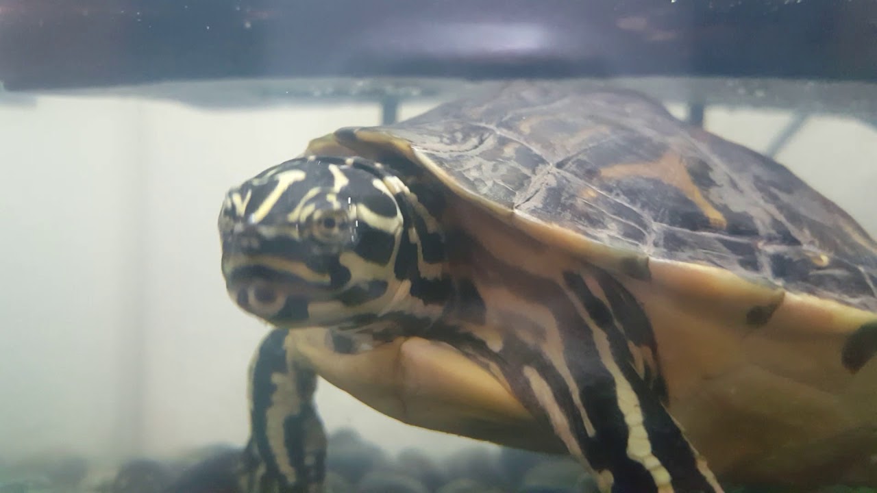 Luke And Turt Reynolds