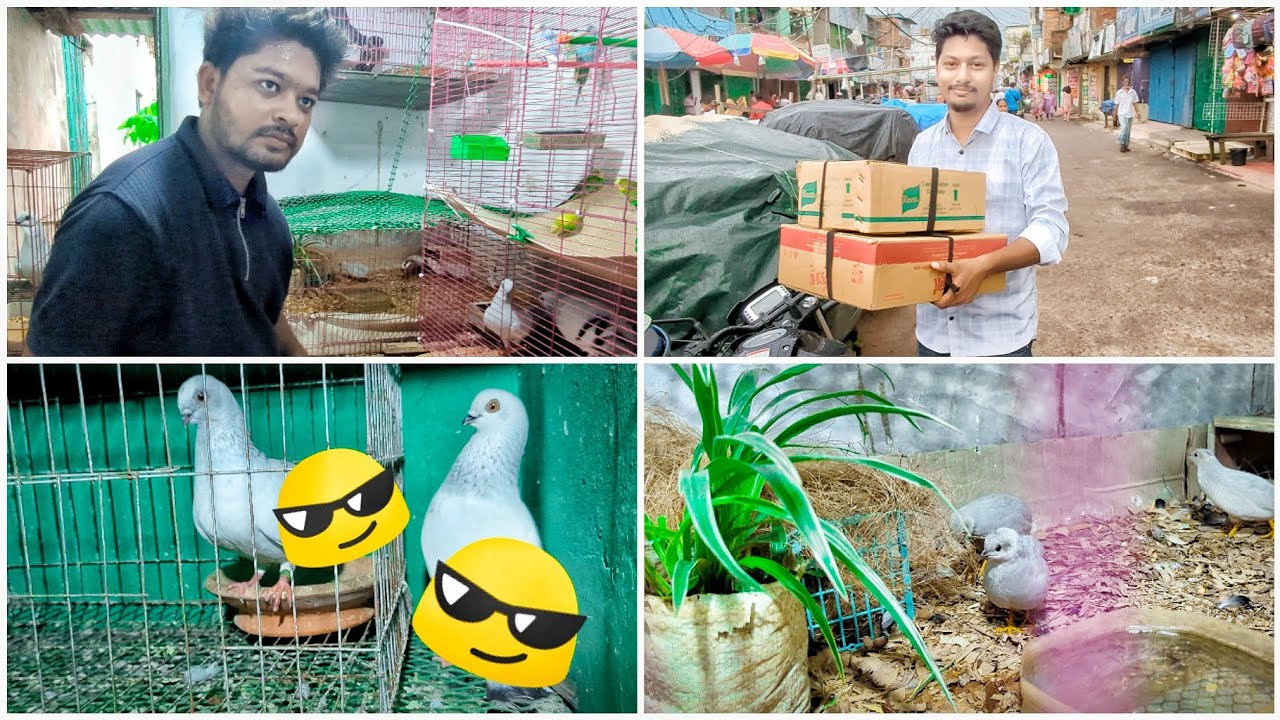 চারটি কবুতর নিলাম আজকে 😜 একদম পাগলা