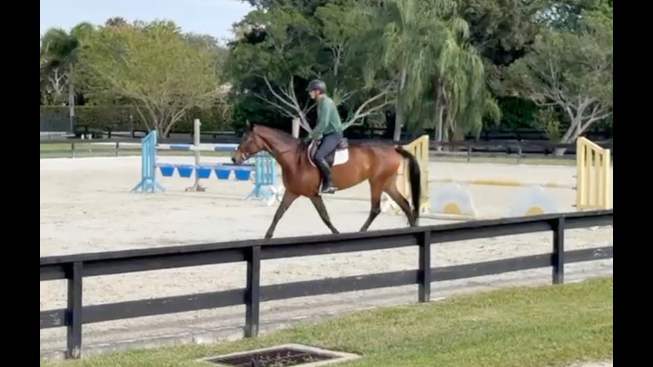 Beatitude, Hunter for sale