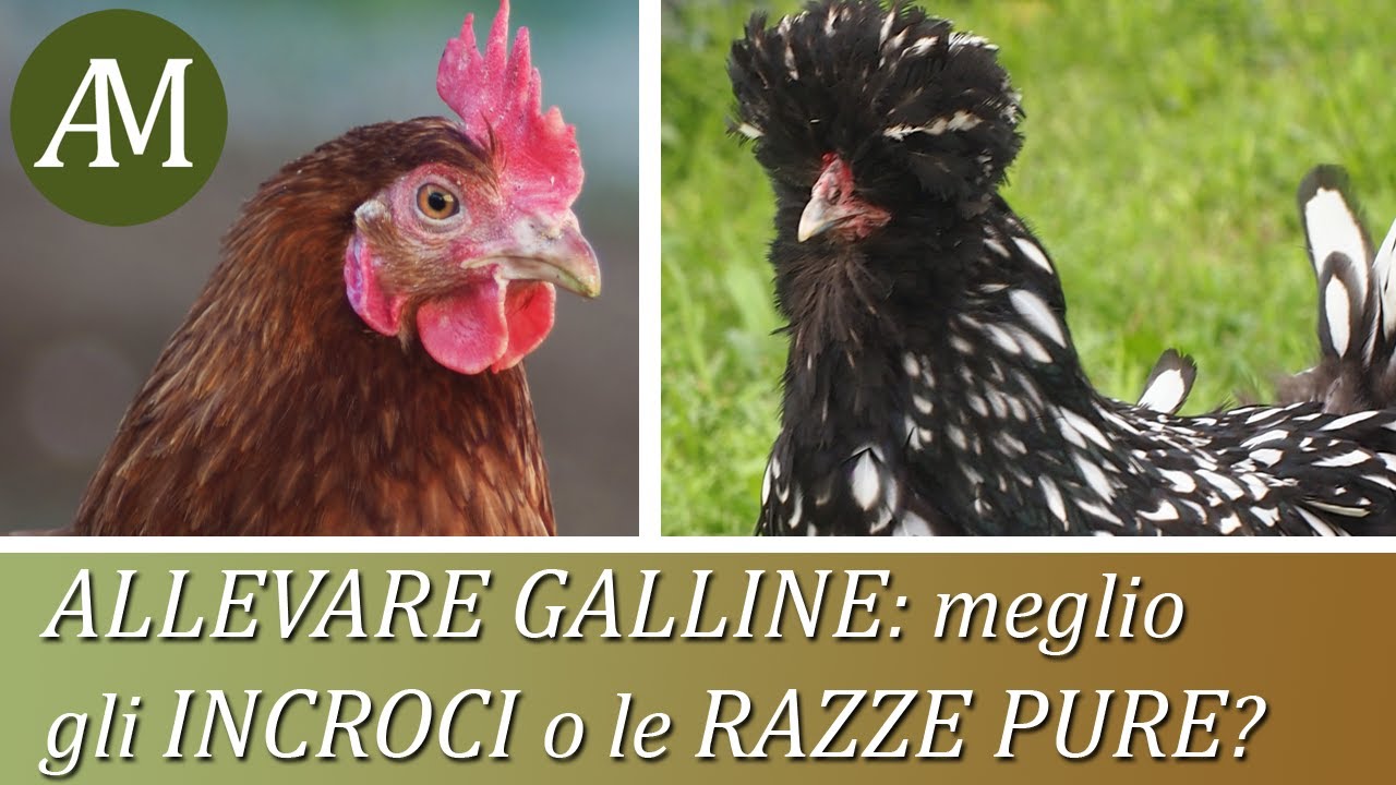 Allevare galline: meglio gli incroci o le razze pure?  - Avicoltura e Pollaio
