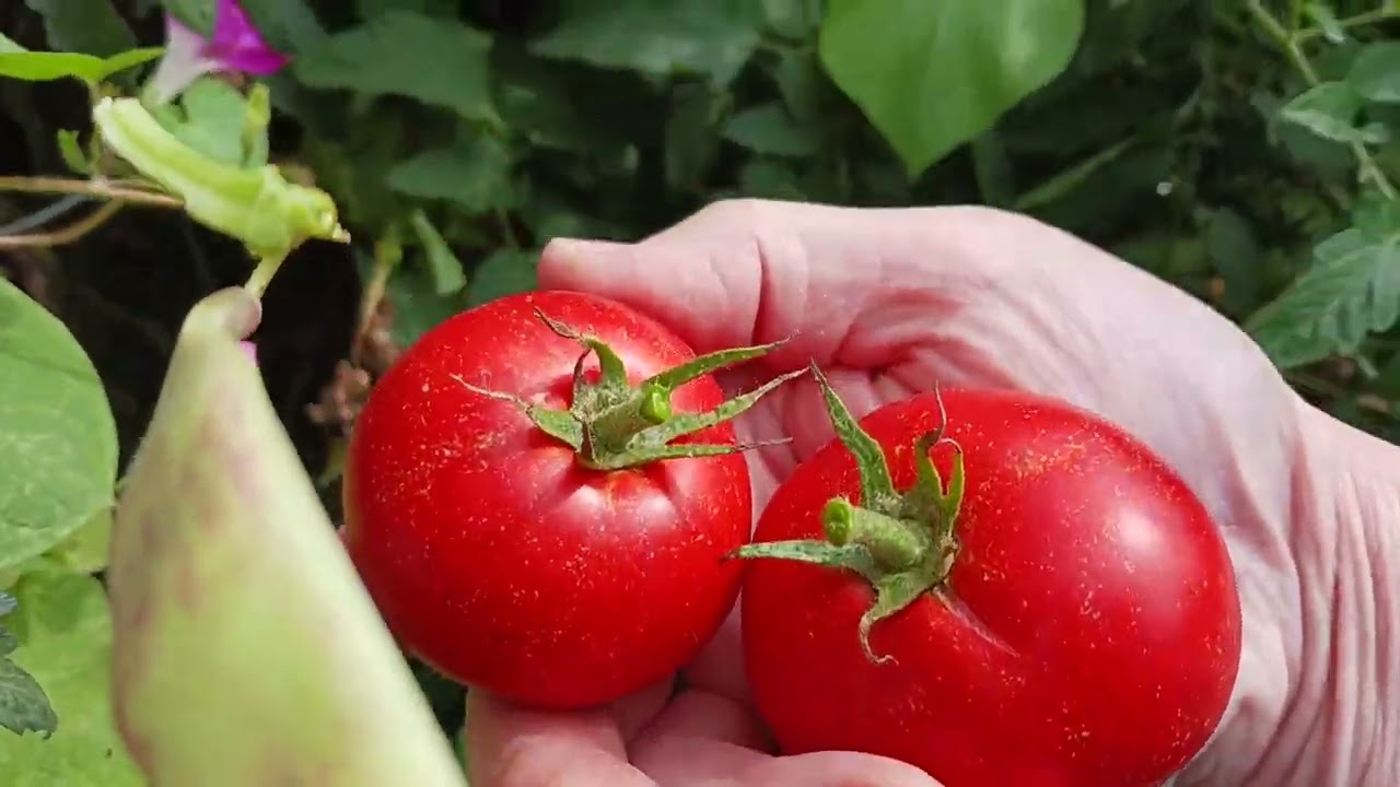 Growing My Own Veggies: Raised Bed Readiness & Harvest