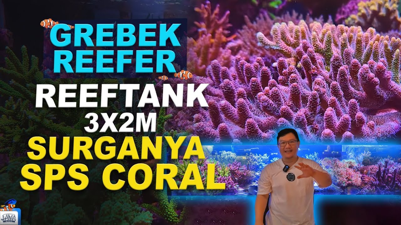 GREBEK REEFER | REVIEW AKUARIUM LAUT FULL SPS 3X2M GOKIL WARNA CORALNYA!
