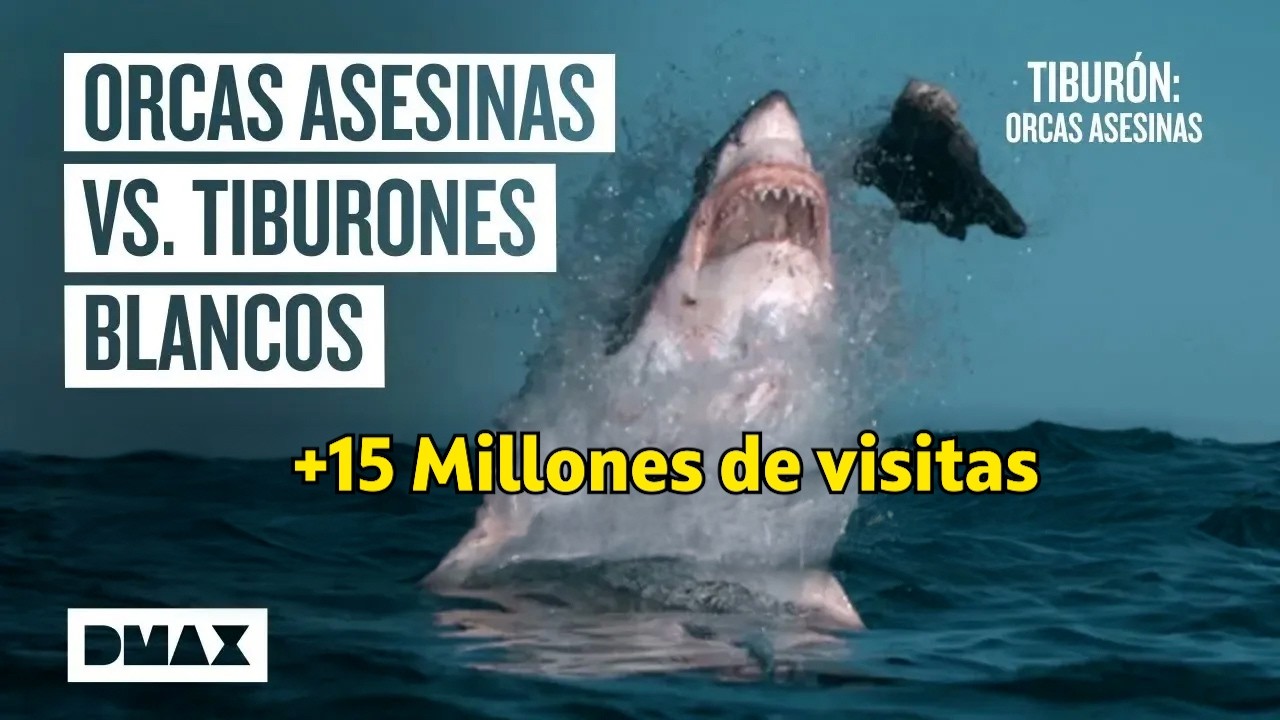 Así aniquilan las orcas asesinas a los tiburones blancos  | Tiburones