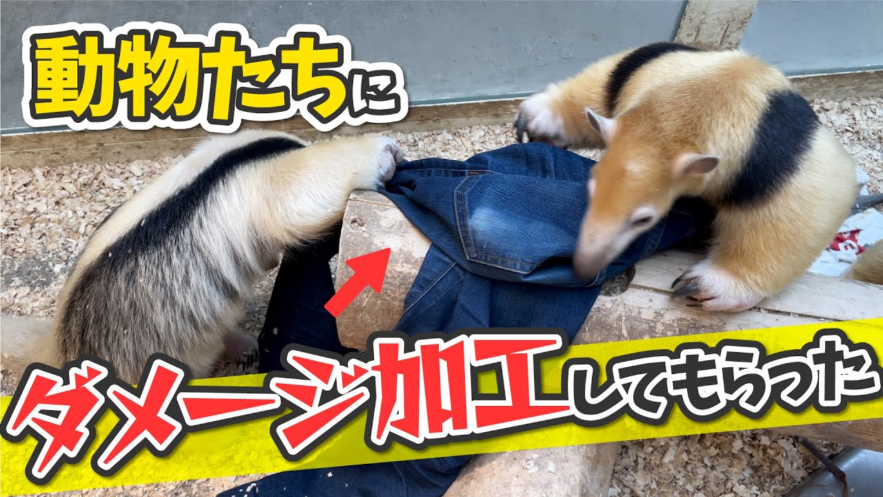 【アリクイ半端ないって】ミナミコアリクイにダメージジーンズをさせた結果！