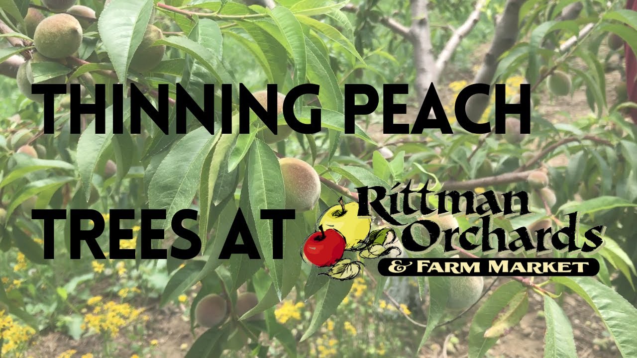 Thinning Peach Trees at Rittman Orchards