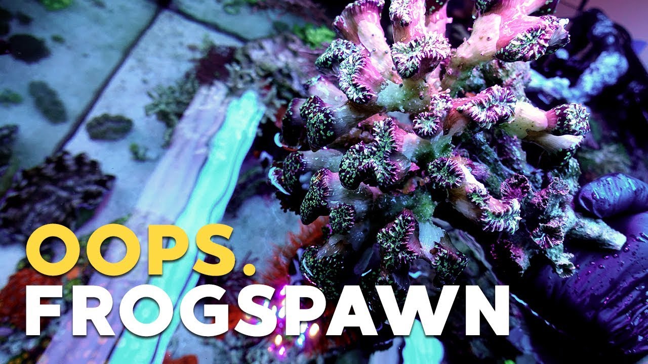 How [NOT] to Frag Frogspawn Coral!!