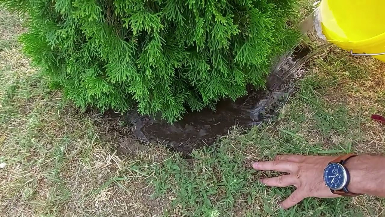 Thuja Smaragd (Tuia).Cum se face udarea bradutilor Tuia?