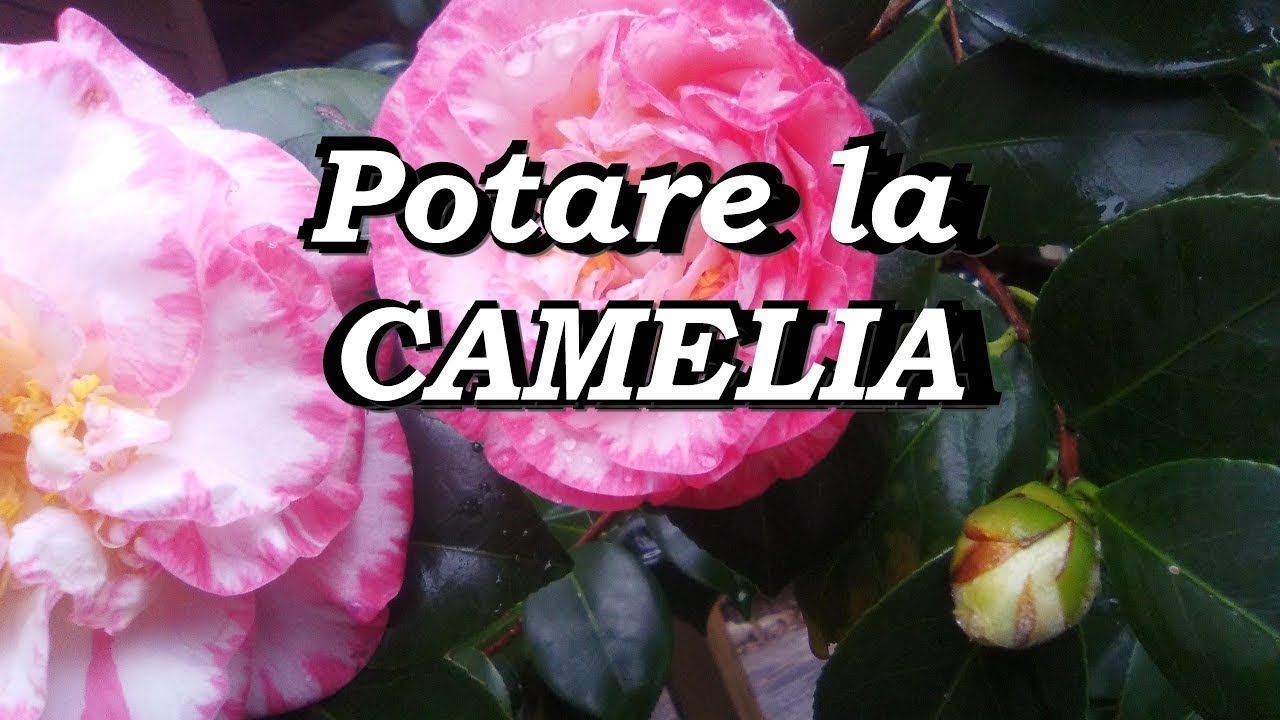 POTARE LA CAMELIA