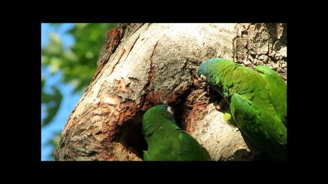 Blue Crowned Conures (Aratinga Acuticaudata)