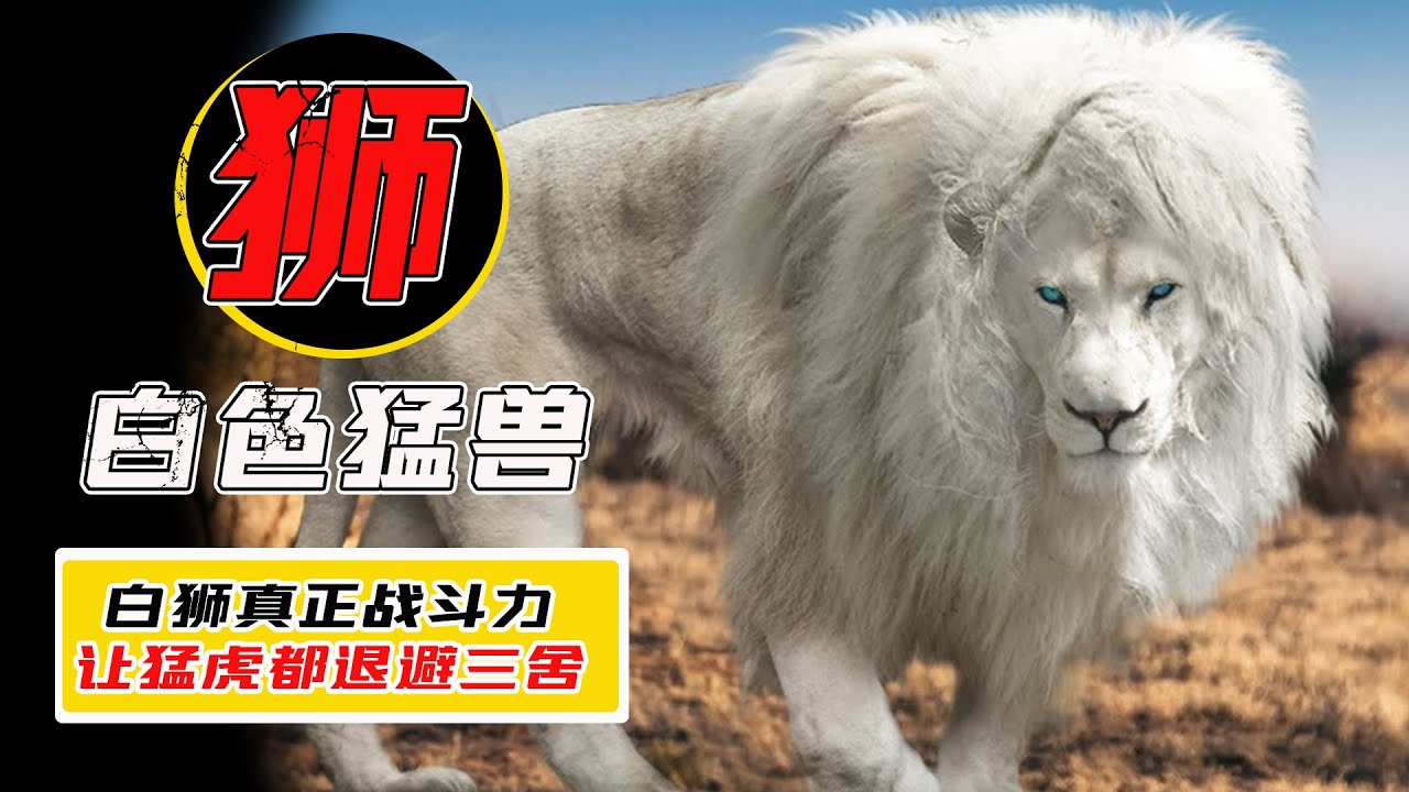 白獅是怎麼形成的？在獅群裏地位有多高？戰鬥力秒殺老虎！【小馬哥知識局】