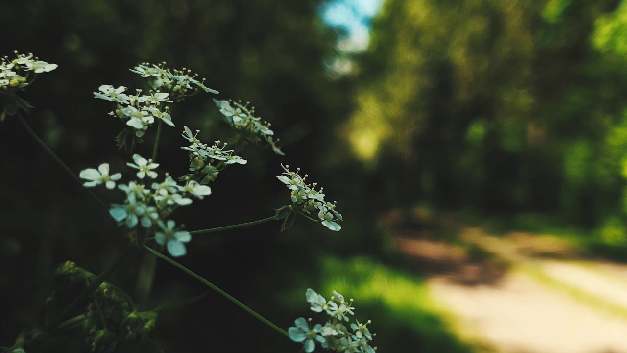 NATURE Smartphone  B Roll