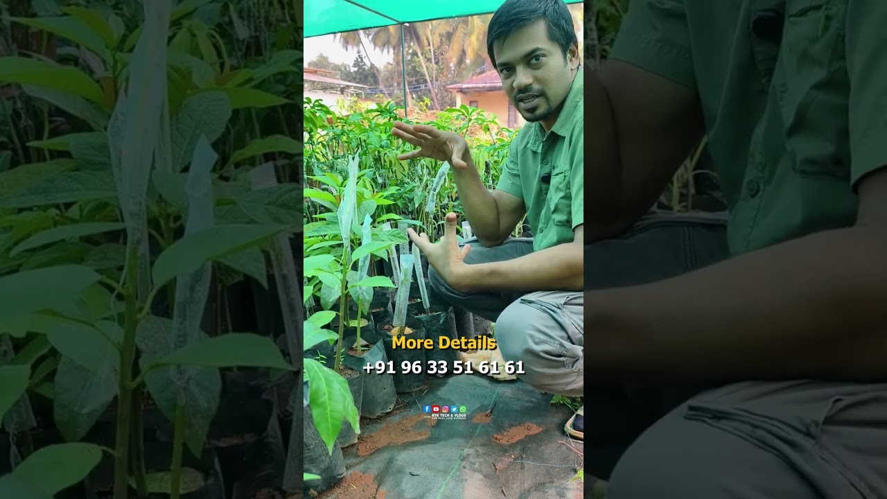 ഇവർ ഇനി അരങ്ങു വാഴും 100% വിശ്വസിച്ചു വാങ്ങാവുന്ന  തൈകളുമായി Tropical Malabaricus Malappuram 