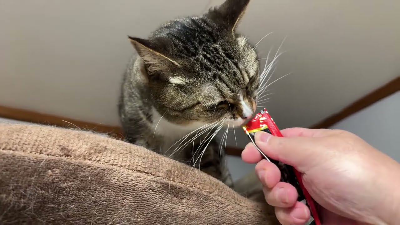 2026.3.5 猫部屋でチュールを食べます