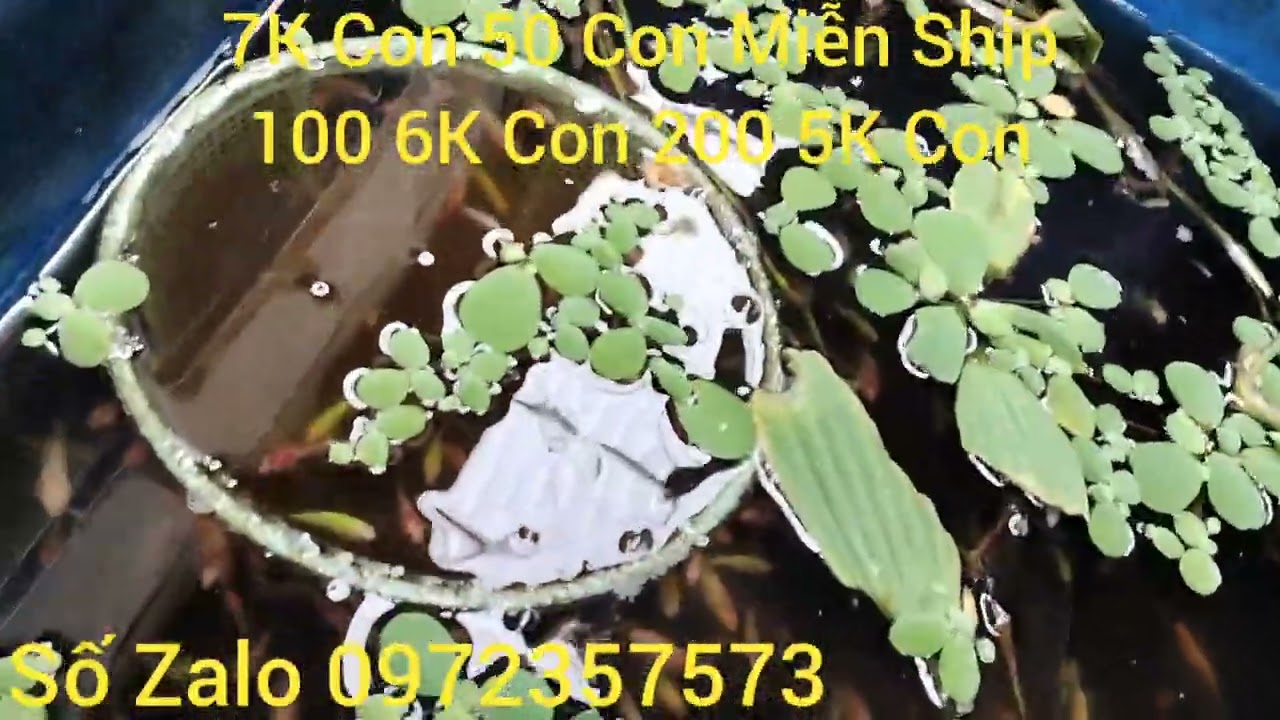 Tiếp tục đợt cá mới anh em ơi