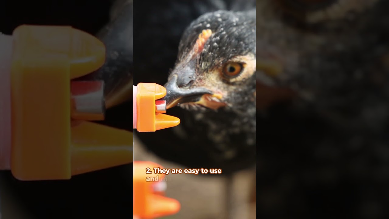3 Reasons Why Chicken Keepers Love Using the Waterer Nipples - Leak Free, Cleaner, Easy to Use