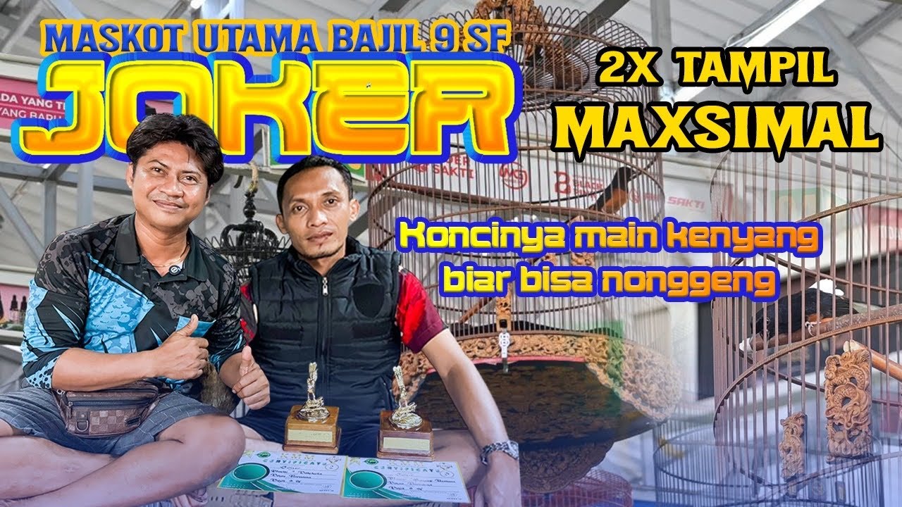 Murai Batu Joker Mr. Bayu Purnama Tak Pernah Ingkar Janji || Selalu Juara di lintas EO 🏆