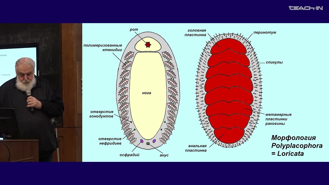 Малахов В.В. -Зоология беспозвоночных - 13. Тип Моллюски (Mollusca): различные классы