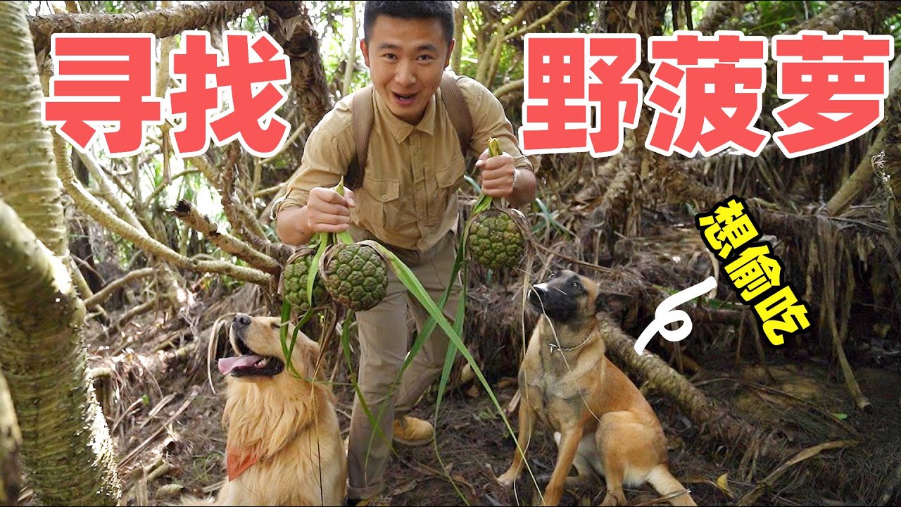海南发现200平米的野菠萝地，小伙像猴子闯进蟠桃园【小白的奇幻旅行】
