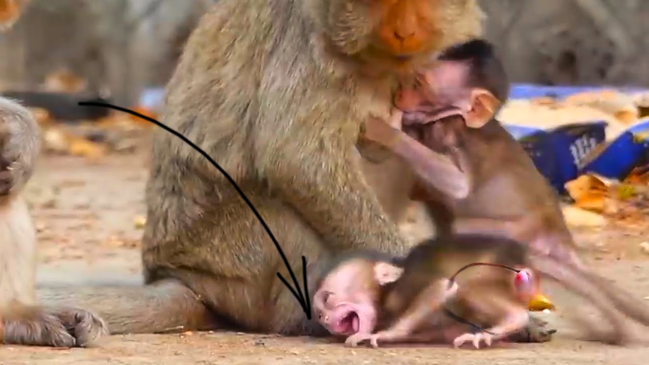 OH, GGodd… O.rp.h.an.e.d Baby monkey e.xt.r.e.m.el.y c.r.y.i.n.g, m.i.s.t.r.e.a.t.e.d by Mom no milk