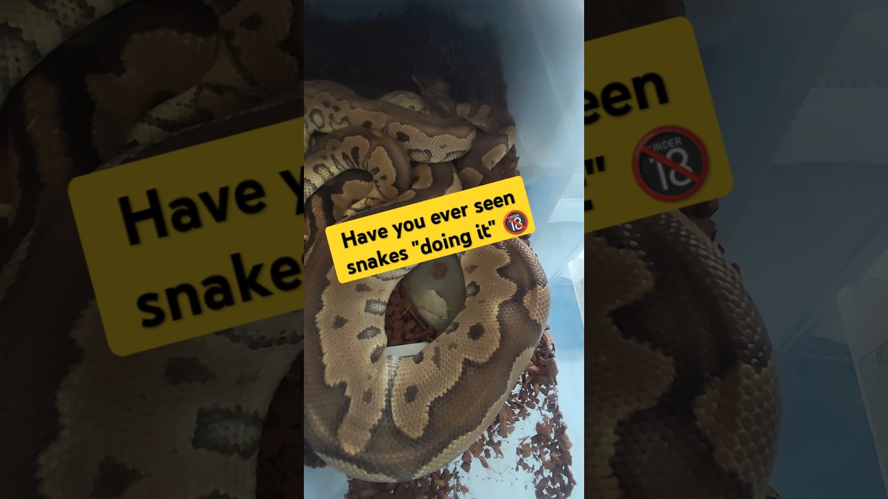Ball pythons breeding #snake #royalpythons #pitonbola #reptiles #ballpython #ballpythonbreeder