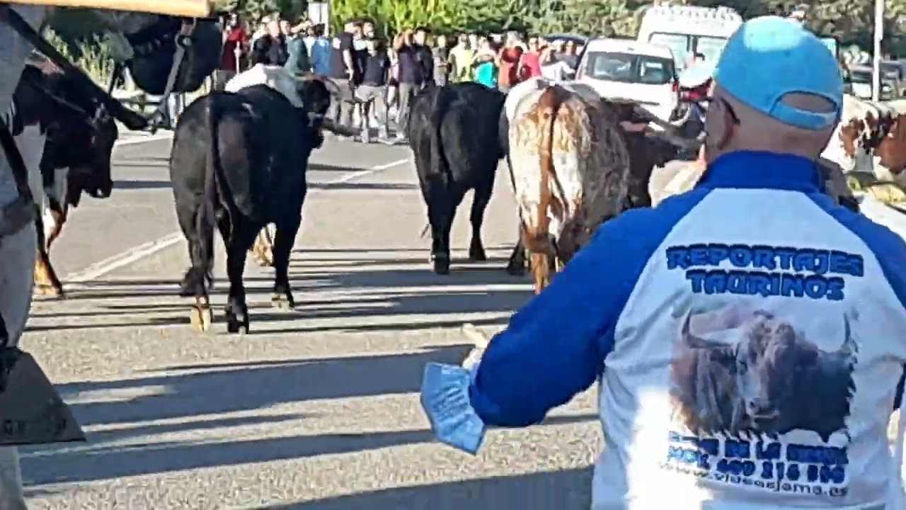 encierros camperos Siles jaen salida de la finca y vereda hasta el.pueblo