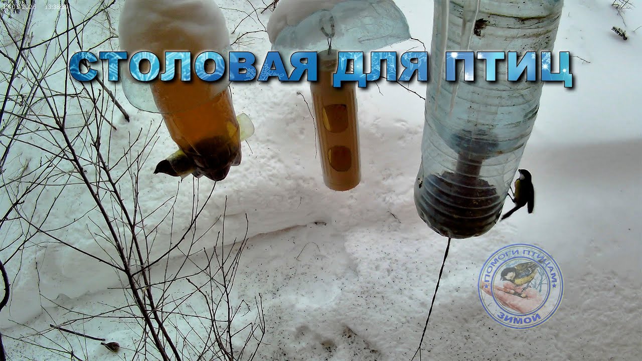 Кормушка для птиц 19 января 2026 года (09)