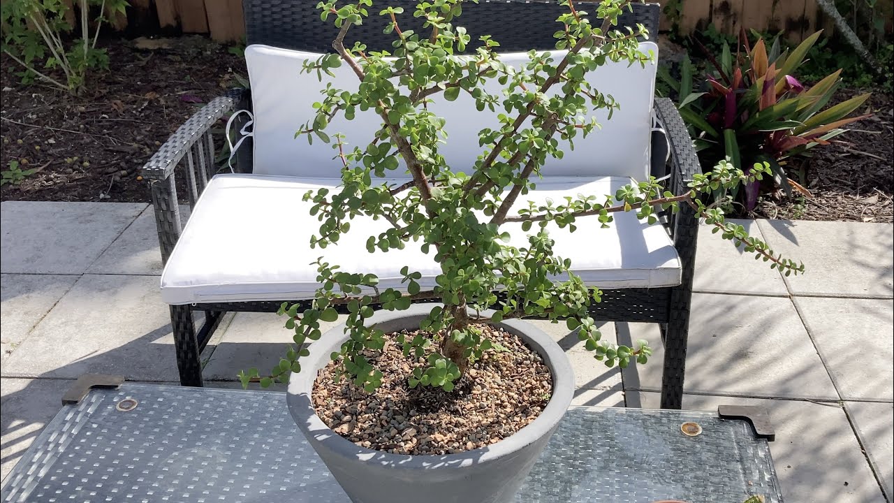Как обрезать и размножить портулакарий африканский (Portulacaria afra)