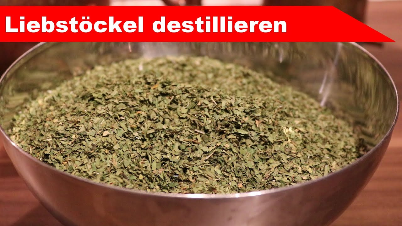 🌷 Liebstöckel destillieren 🌻 - Öl aus der Suppenpflanze? - ätherisches Öl selber machen - diSTILLed