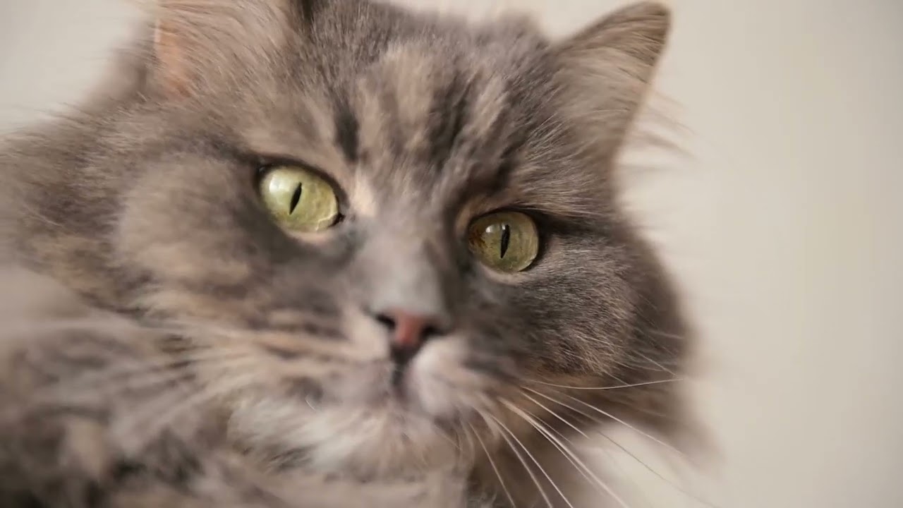 고양이를 위한 스트레스 완화 음악 모음│냥코뮤직룸