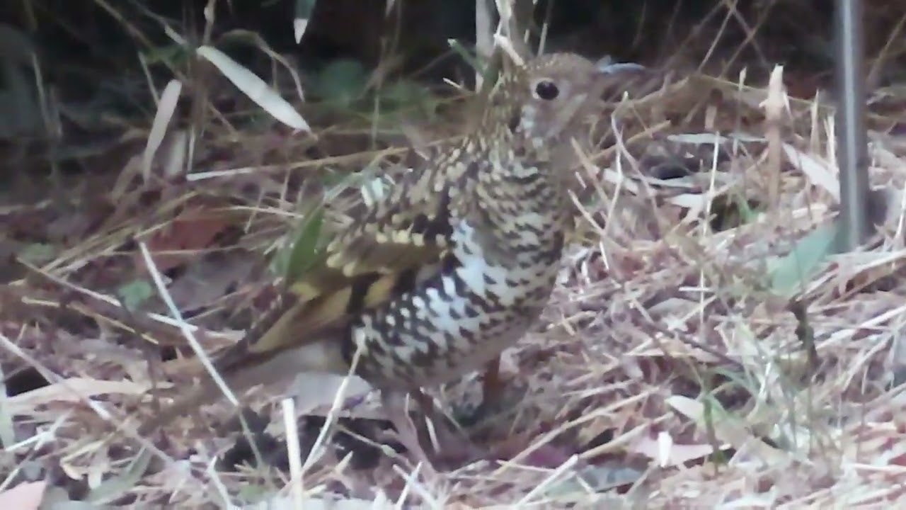 トラツグミ_8_東高根森林公園_White's thrush _4K