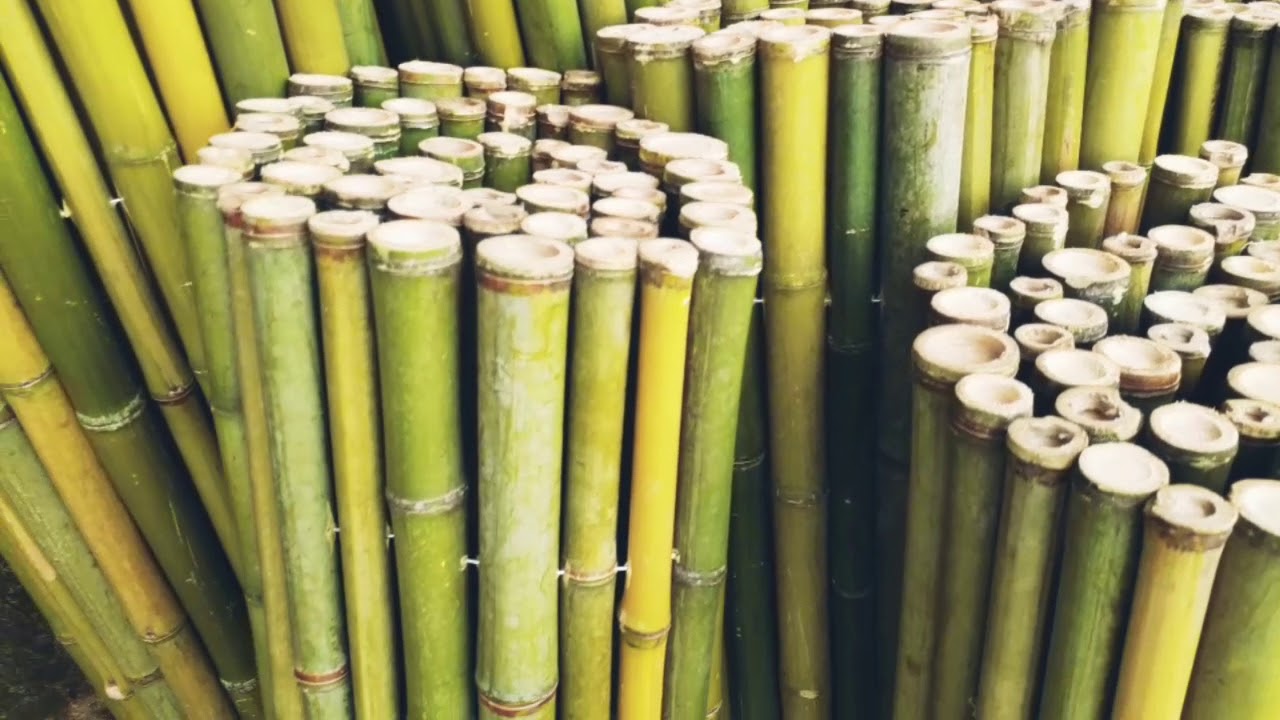 Cerca com portão e canil de bambu
