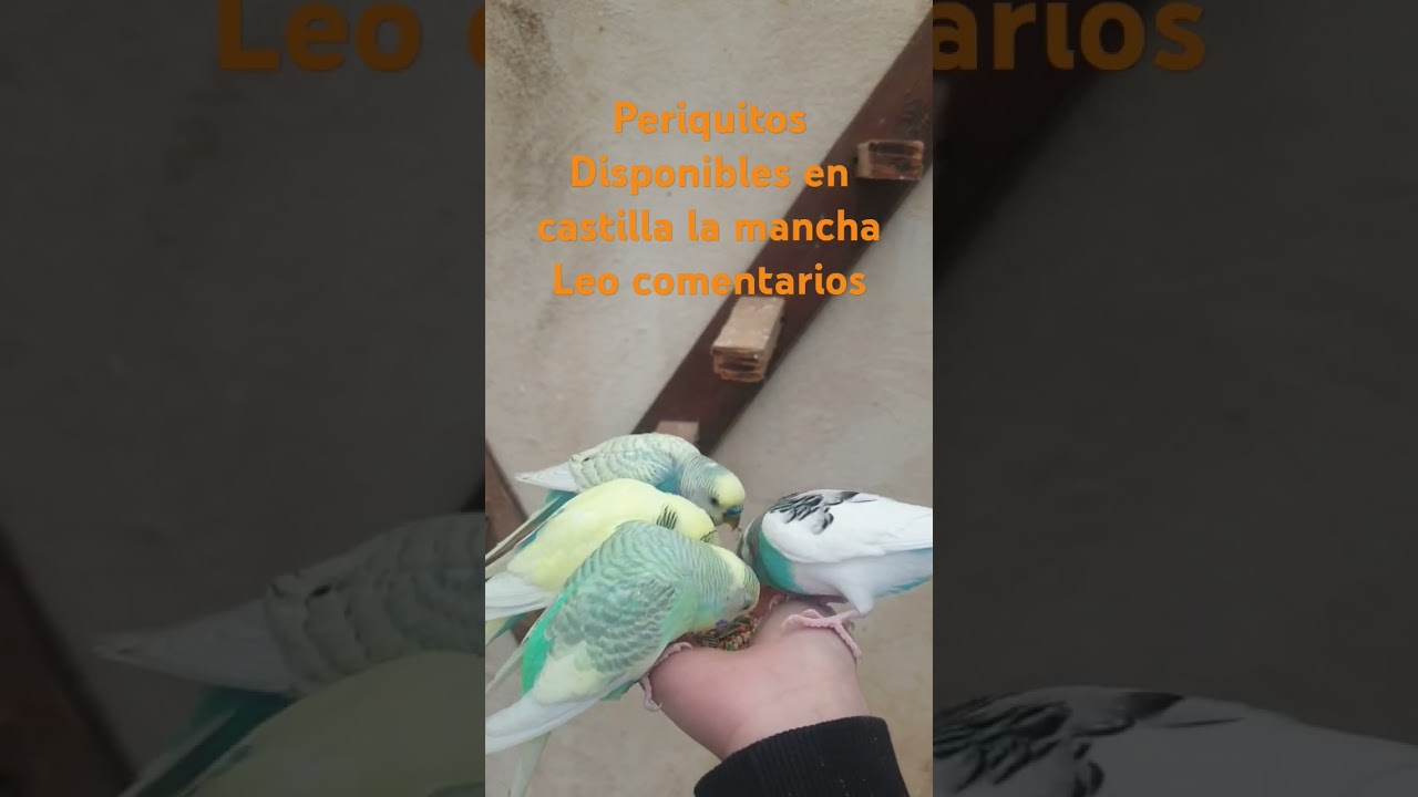 #periquitos