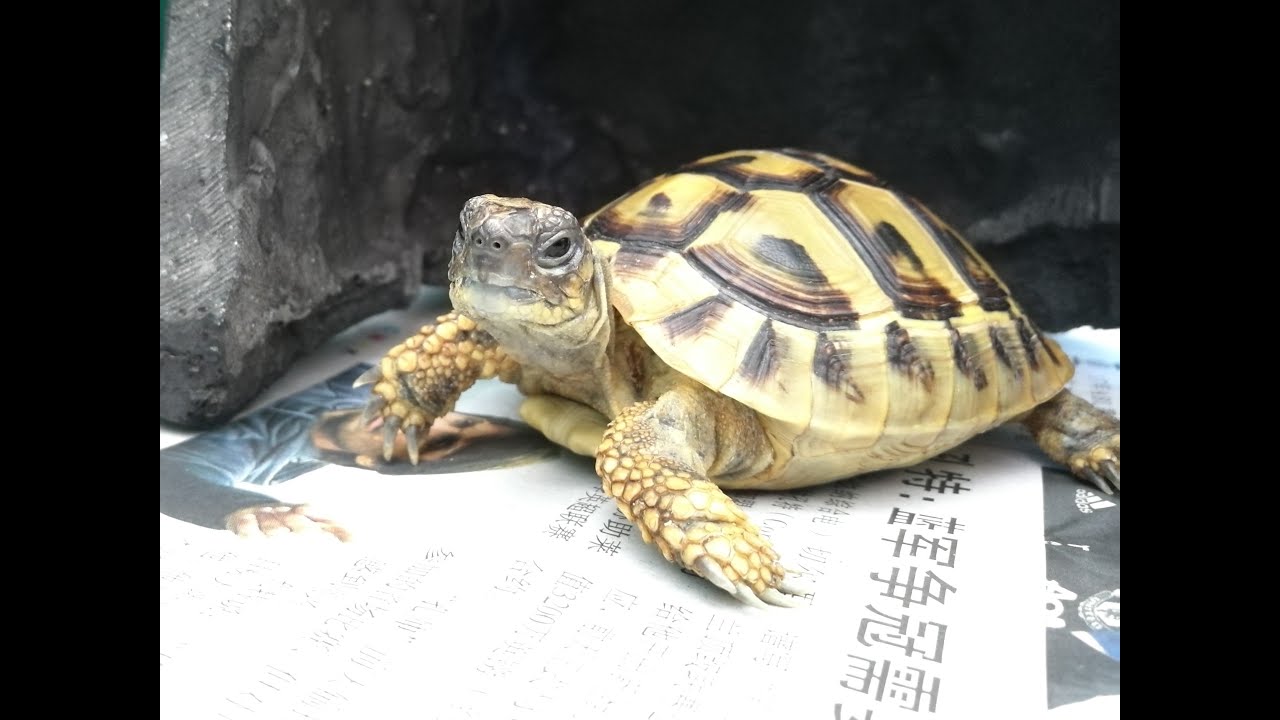 LIOW VIDEO: Adopted a cute Hermann's Tortoise 赫曼陆龟