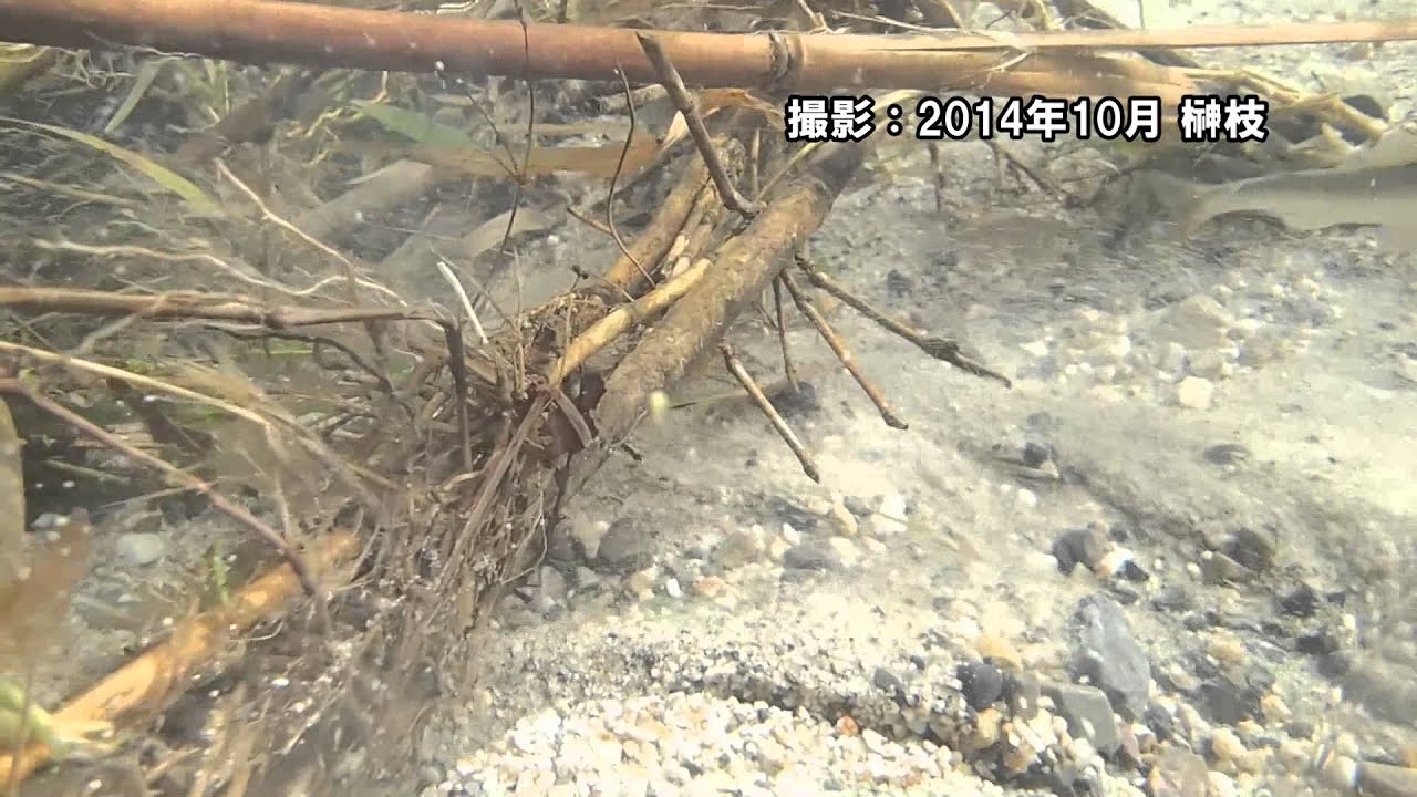 三滝川_ アユ・生きものいっぱい（生きものチャンネル）